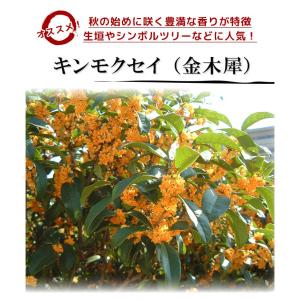 キンモクセイ 樹高0.6m前後 15cmポット...の詳細画像4
