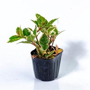フイリヤブコウジ / 9.0cmポット （224本セット）（送料無料） 苗 植木 苗木 グランドカバー