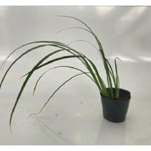 セキショウ / 10.5cmポット （120本セット）（送料無料） 苗 植木 苗木 庭 グランドカバー