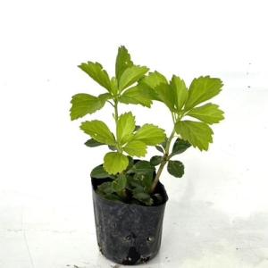 フッキソウ / 9.0cmポット （168本セット）（送料無料） 苗 植木 苗木 庭 グランドカバー