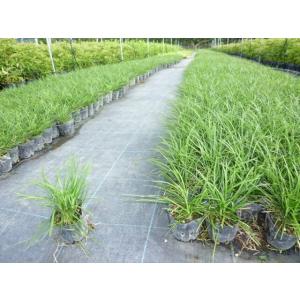 リュウノヒゲ / 9.0cmポット （224本セット）（送料無料） 苗 植木 苗木 庭 グランドカバー