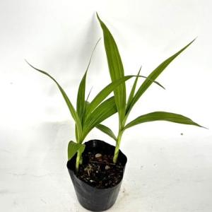 シラン / 10.5cmポット (80本セット)...の商品画像