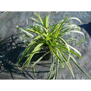 フイリヤブラン / 10.5cmポット （ 単 品 ） 花：10月中旬 苗 植木 苗木 グランドカバー