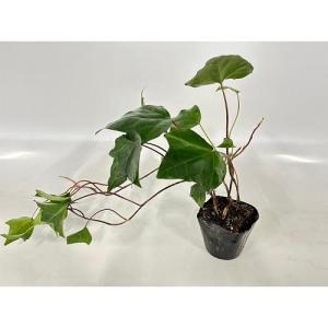 ヘデラ カナリエンシス / 10.5cmポット （ 単 品 ） 苗 植木 苗木 庭 グランドカバー
