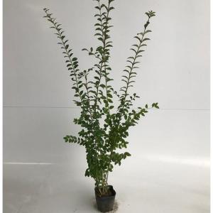 プリペット 樹高0.5m前後 15cmポット （60本セット）（送料無料） 苗 植木 苗木