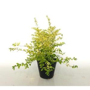 プリペット レモンアンドライム 樹高0.3m前後 15cmポット （50本セット）（送料無料） 苗 植木 苗木 庭 グランドカバー