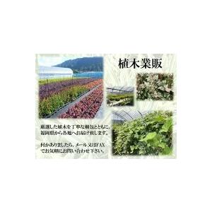 アラカシ 樹高0.3m前後 10.5cmポット...の詳細画像4