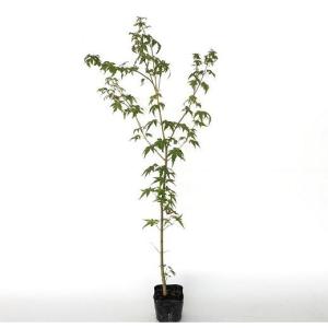 イロハモミジ 樹高0.8m前後 10.5cmポット （150本セット）（送料無料） 苗 植木 苗木 庭