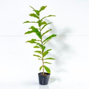 クヌギ 樹高0.5m前後 10.5cmポット （150本セット）（送料無料） 苗 植木 苗木 庭