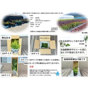 クロマツ 樹高0.3m前後 10.5cmポット...の詳細画像4