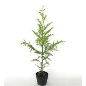 スギ 樹高0.5m前後 10.5cmポット （150本セット）（送料無料） 苗 公園緑地等に 植木 苗木 庭