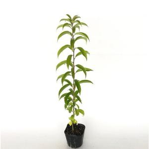 ナナミノキ 樹高0.5m前後 10.5cmポット （150本セット）（送料無料） 苗 植木 苗木 庭