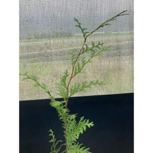 ヒノキ 樹高0.3m前後 10.5cmポット ...の詳細画像2