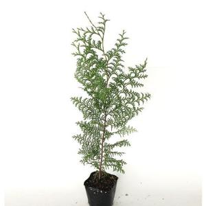ヒノキ 樹高0.3m前後 10.5cmポット （200本セット）（送料無料） 苗 植木 苗木 庭