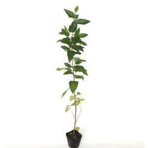 ヤシャブシ 樹高0.5m前後 10.5cmポット （150本セット）（送料無料） 苗 植木 苗木 庭