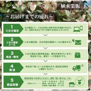 ヤシャブシ 樹高0.5m前後 10.5cmポッ...の詳細画像5