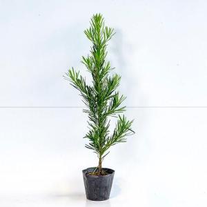 ラカンマキ 樹高0.8m前後 15cmポット （50本セット）（送料無料） 苗 植木 苗木 庭