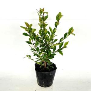 ヒサカキ 樹高0.4m前後 15cmポット （80本セット）（送料無料） 苗 植木 苗木