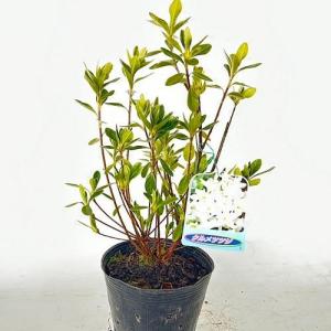 クルメツツジ（白） 樹高0.25m前後 15cmポット （60本セット）（送料無料） 苗 植木 苗木 庭