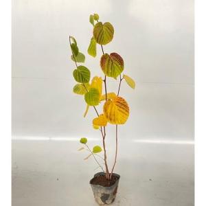 トサミズキ 樹高0.3m前後 15cmポット （80本セット）（送料無料） 苗 植木 苗木