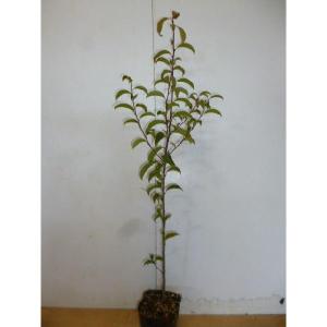 トベラ 樹高0.3m前後 10.5cmポット （100本セット）（送料無料） 苗 植木 苗木 庭