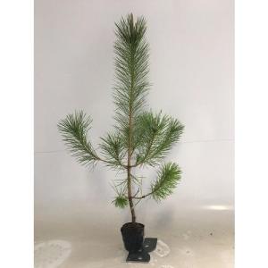 トベラ 樹高0.4m前後 15cmポット （40本セット）（送料無料） 苗 植木 苗木 庭