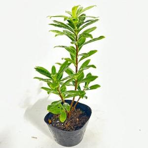 ジンチョウゲ 樹高0.2m前後 12cmポット （90本セット）（送料無料） 植木 苗木 庭 苗木 庭
