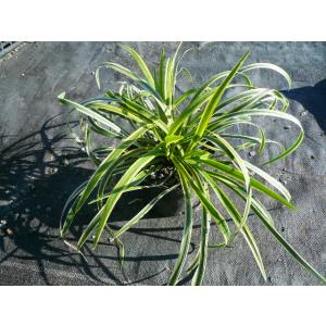 フイリヤブラン / 10.5cmポット （ 単 品 ） 花：10月中旬 苗 植木 苗木 庭 グランドカバー