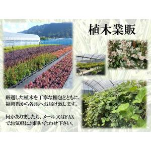 ヤブラン / 10.5cmポット ( 単 品 ...の詳細画像5