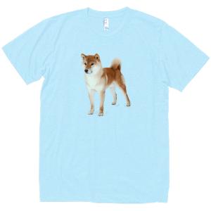 柴犬　動物・生き物　Tシャツ　ライトブルー　｜uekitaya