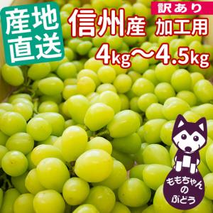 （訳あり）【加工用】シャインマスカット＜バラ混合＞　長野の果樹園直送！4〜4.5キロ【本州送料込み！】