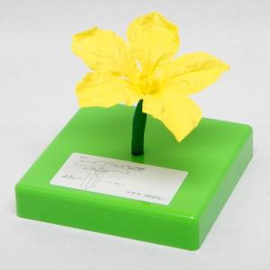 花の構造模型 ヘチマ 雌花の詳細画像1