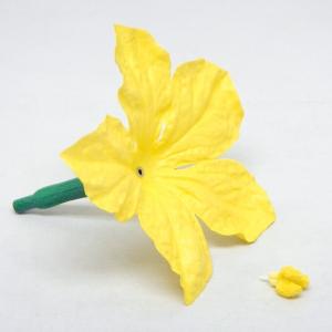花の構造模型 ヘチマ 雌花の詳細画像2