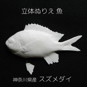 動物プレパラート 20種（顕微鏡標本セット） : 上野科学社Yahoo!SHOP