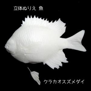 クラカオスズメダイ（立体ぬりえ 魚 Vol.3）｜uenokagakusya-3