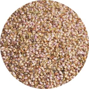 アンジェリカ ルート 500g アンゼリカ エンジェルグラス セイヨウ