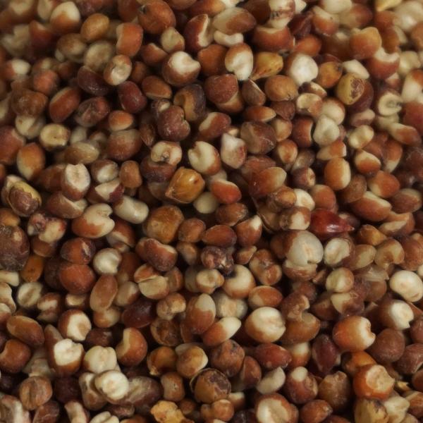 タカキビ 500g 高粱 コーリャン ソルガム 五穀 モロコシ 高黍 ロゾク 蘆粟 蜀黍 great...