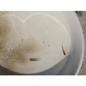 令和7年産 コシヒカリ 無洗米27kgの詳細画像4