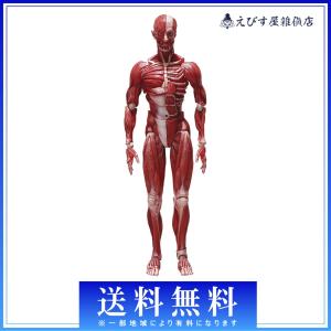 フリーイング figma 人体模型フィギュア 返品種別B