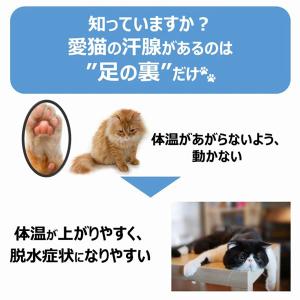 (3個セット) アース・ペット ペットスエット...の詳細画像1