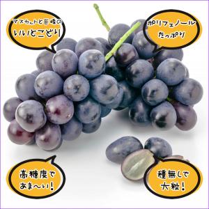 【9月中旬から順次出荷予定】山形県産 ぶどう ...の詳細画像4