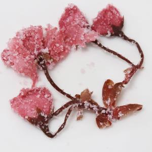 さくらの花（塩漬け)（10ｋｇ）　桜花 塩漬　10Kg (1kg×10） 赤　桜 桜の花　さくら 塩漬け　塩づけ　業務用 大容量｜ultramix