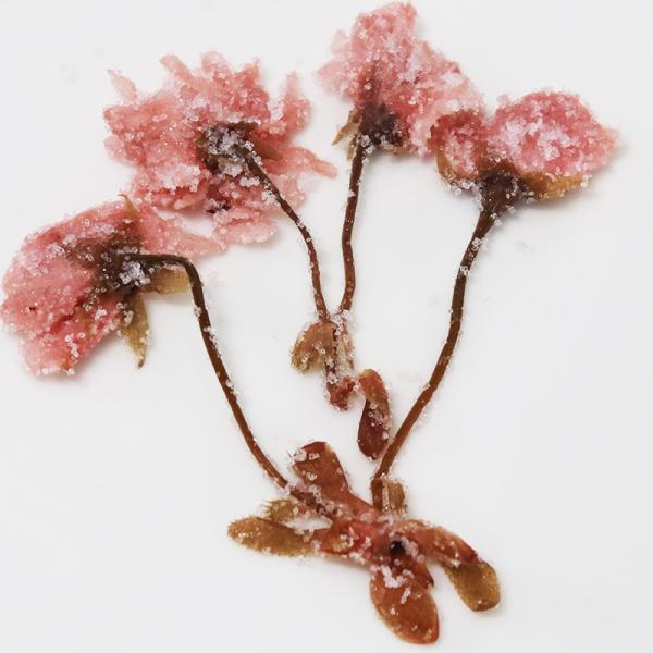 さくらの花（塩漬け)（10ｋｇ） 桜花 塩漬 10Kg (1kg×10） ピンク 桜 桜の花 さくら...