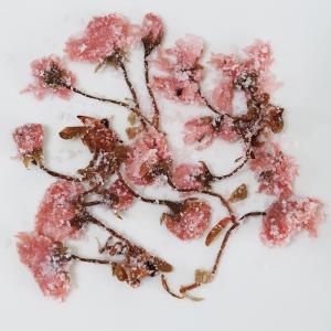 さくらの花(塩漬け)(10kg) 桜花 塩漬 ...の詳細画像1