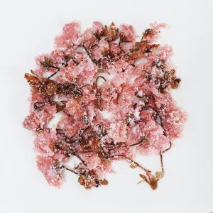 さくらの花(塩漬け)(10kg) 桜花 塩漬 ...の詳細画像2