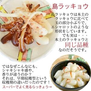 島らっきょう生 50g×2P でいごフーズ 沖...の詳細画像4