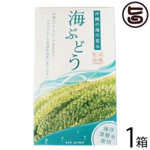 海ぶどう 120g×1箱 グローアップコーポレーションF 海洋深層水使用 海藻 うみぶどう 沖縄 土産 定番 人気｜umaimon-hunter