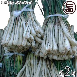 限定セール】島らっきょう 5kg (生らっきょう 島ラッキョウ）沖縄県産