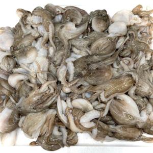 いいだこ 2kg 飯蛸 業務用  たこ焼き・煮物・おでん・炒め物などでお使いいただけます