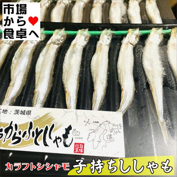 子持ちししゃも (カラフトシシャモ)5パック(1パック8尾入り)【業務用 ししゃも】焼くだけ、お酒の...